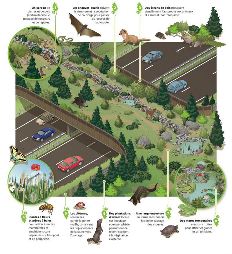 La flore a été pensé pour permettre à une divertsité de faune d'emprunter l'écopont de Péron : cerf, sanglier, reptiles, amphibien, crapaud, hérisson, lapin, chauve-souris, renard...