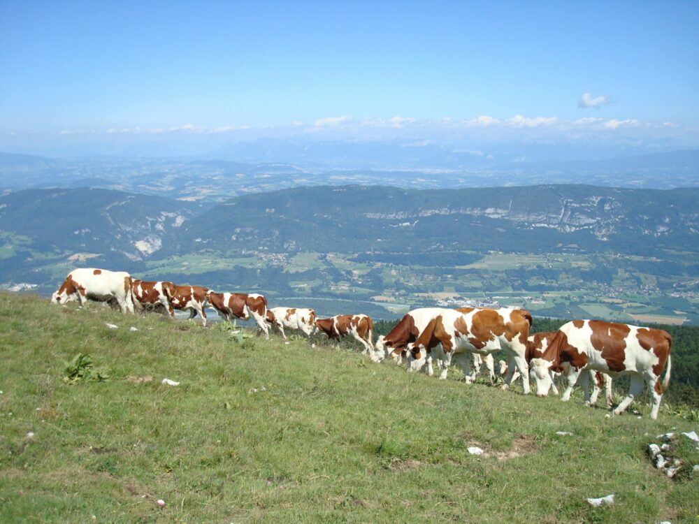 Pâturage dans le Pays de Gex @SEMA