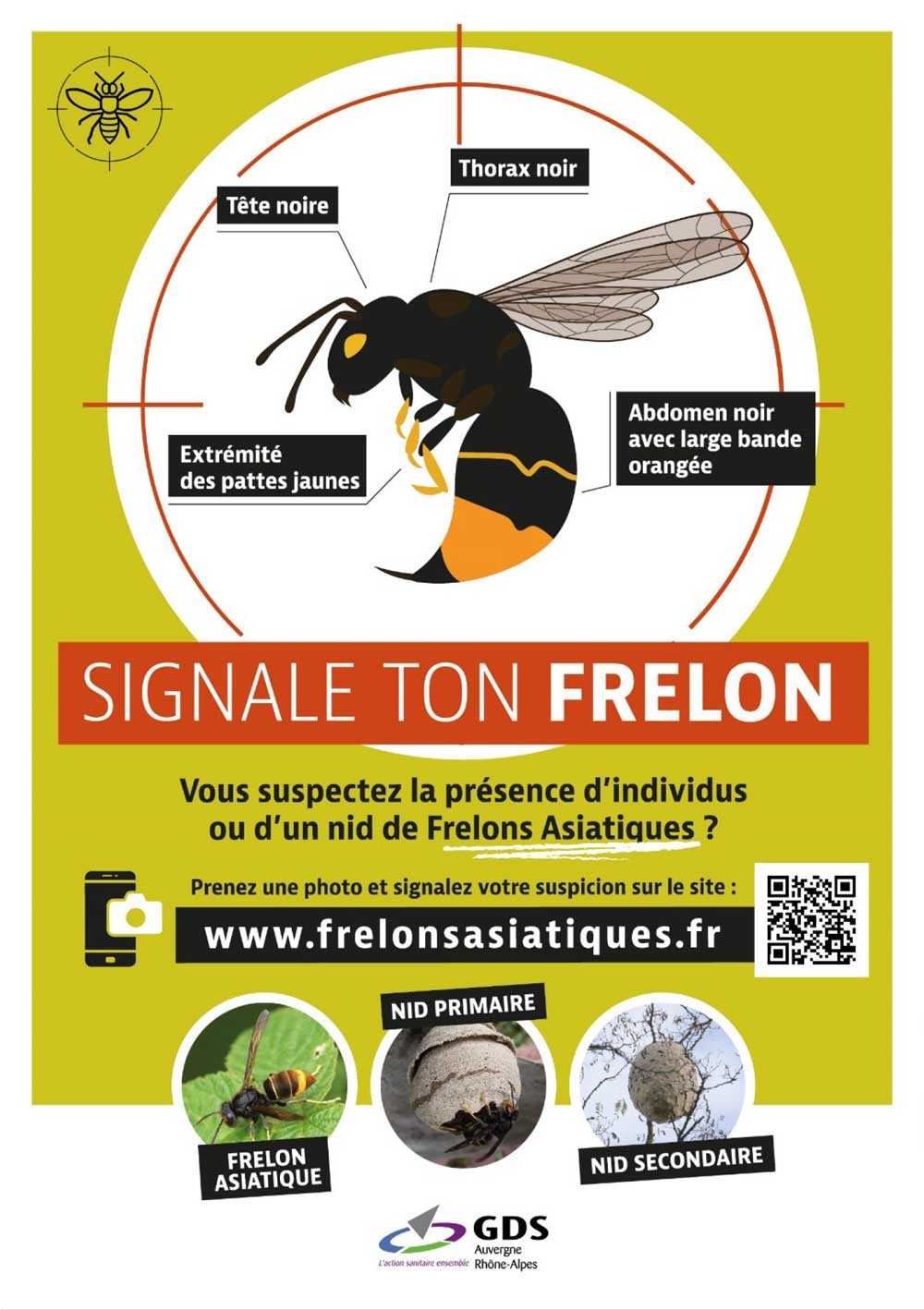 Frelon Asiatique Reconnaitre